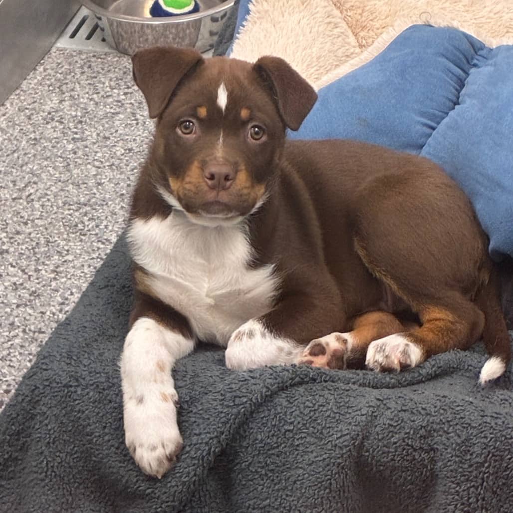 Taz - Rottweiler / Mixed Breed (Large) available for adoption in Saskatchewan