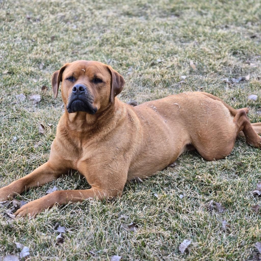 Kiyam - MIXED BREED available for adoption at SCARS in Calgary