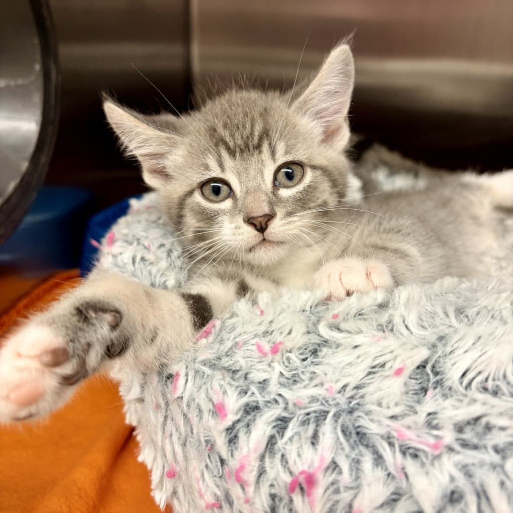 Ernest - Domestic Shorthair cat available for adoption at Moose Jaw Humane Society in Moose Jaw