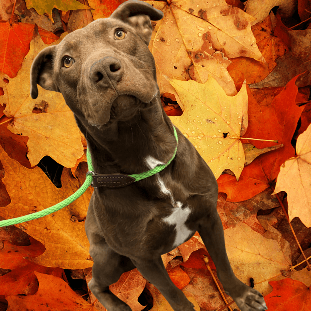 Diesel - Terrier, American Pit Bull / Mixed Breed (Medium) available for adoption in Saskatchewan