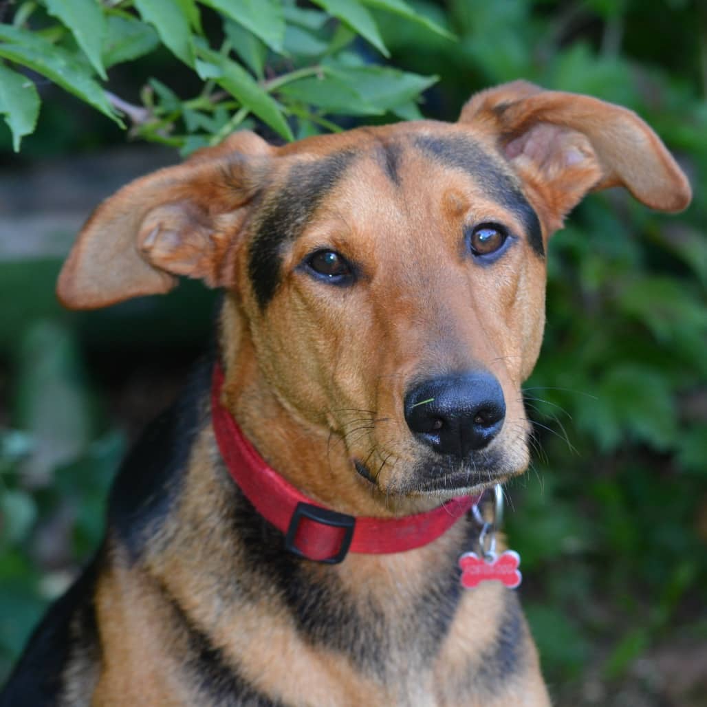 Dougie Doo - MIXED BREED available for adoption