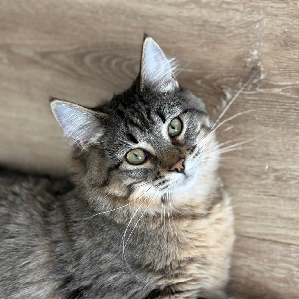 Pancake - Domestic Medium Hair cat available for adoption at SCARS in Edmonton (1 of 6)
