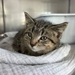 Buttercup - Domestic Shorthair available for adoption