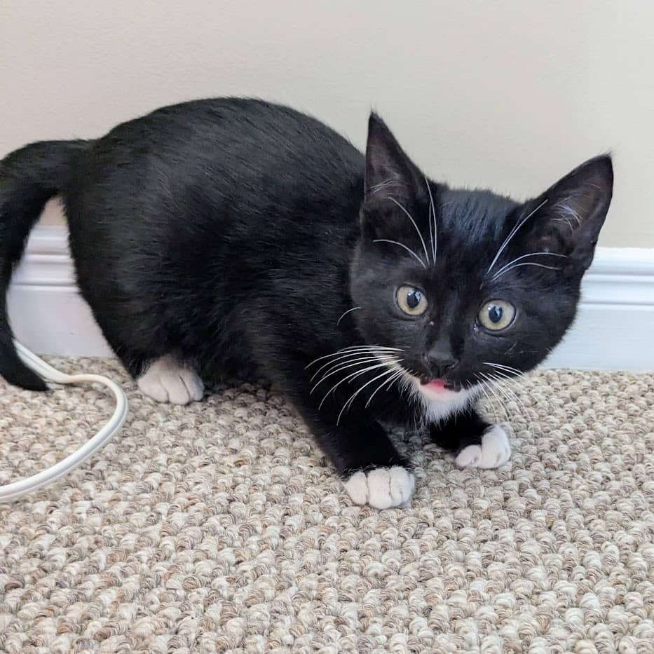 Banana Boat - Domestic Shorthair cat available for adoption at SCARS in Edmonton (1 of 6)
