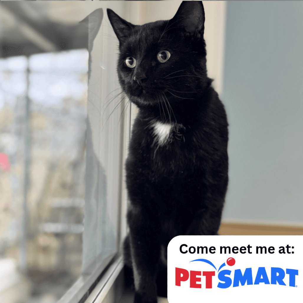 Flynn - Domestic Shorthair cat available for adoption at Prince Albert SPCA in Prince Albert