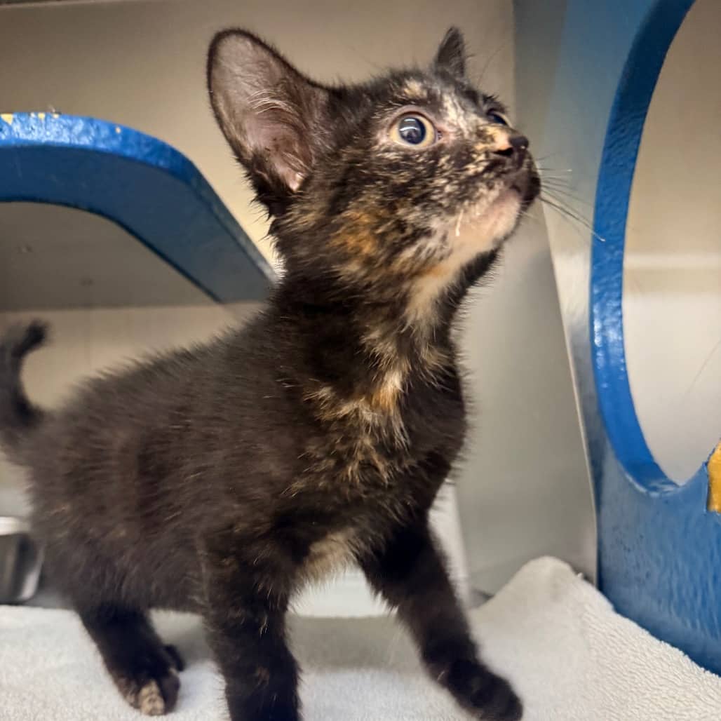 Pika - Domestic Shorthair available for adoption