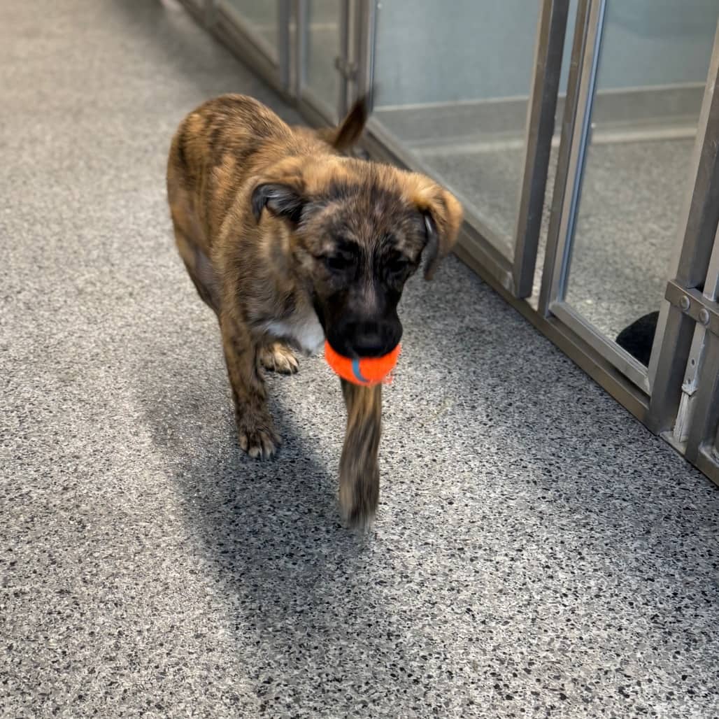 Pip - Shepherd / Terrier, Pit Bull available for adoption in Saskatchewan