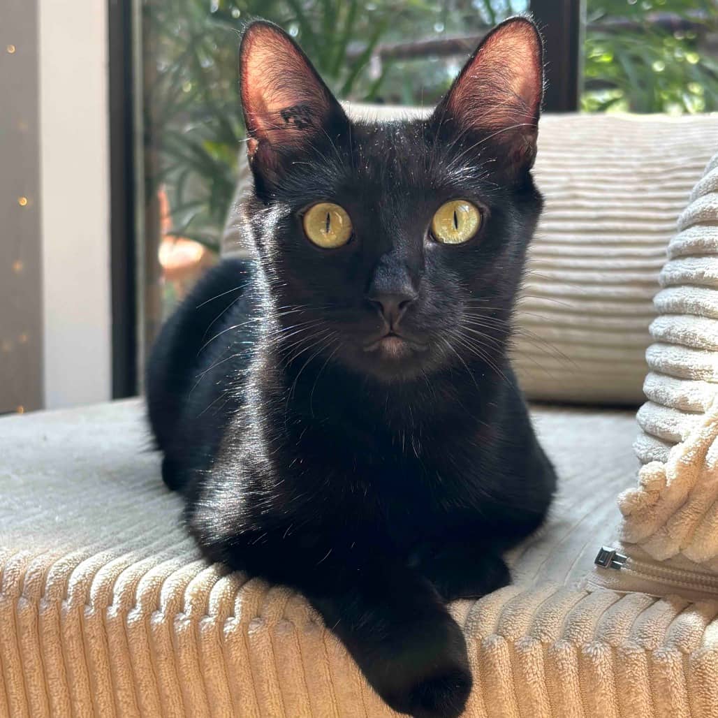 Supna - Domestic Shorthair cat available for adoption at Vancouver Orphan Kitten Rescue Association in Vancouver