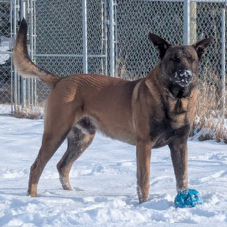 Buster (Courtesy Post for 780 Kennels) - MALINOIS, BELGIAN available for adoption