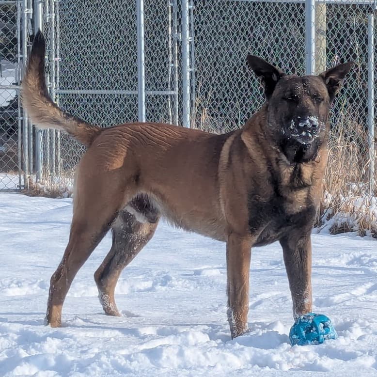Buster (Courtesy Post for 780 Kennels) - MALINOIS, BELGIAN available for adoption at SCARS in Calgary