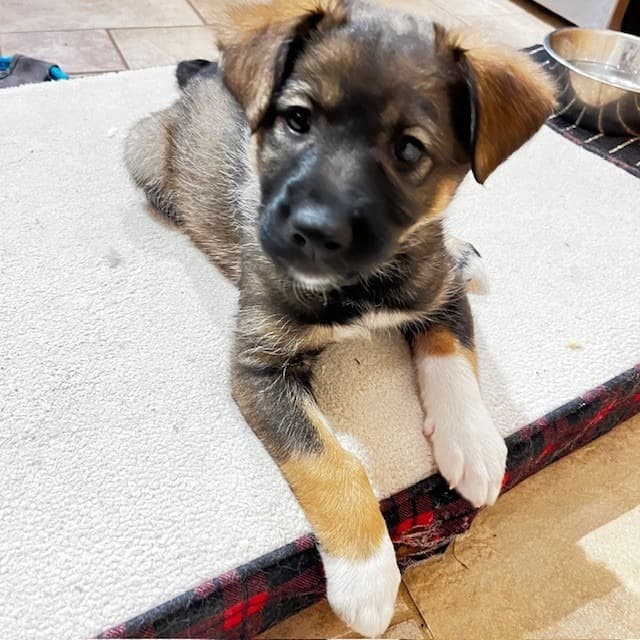 Bertie - Mixed Breed available for adoption in Calgary