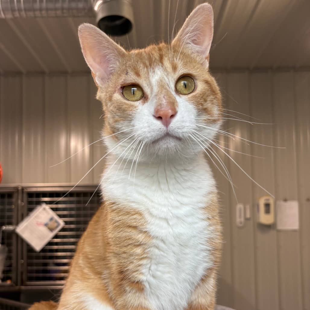 Captain - Domestic Shorthair / Domestic Shorthair available for adoption