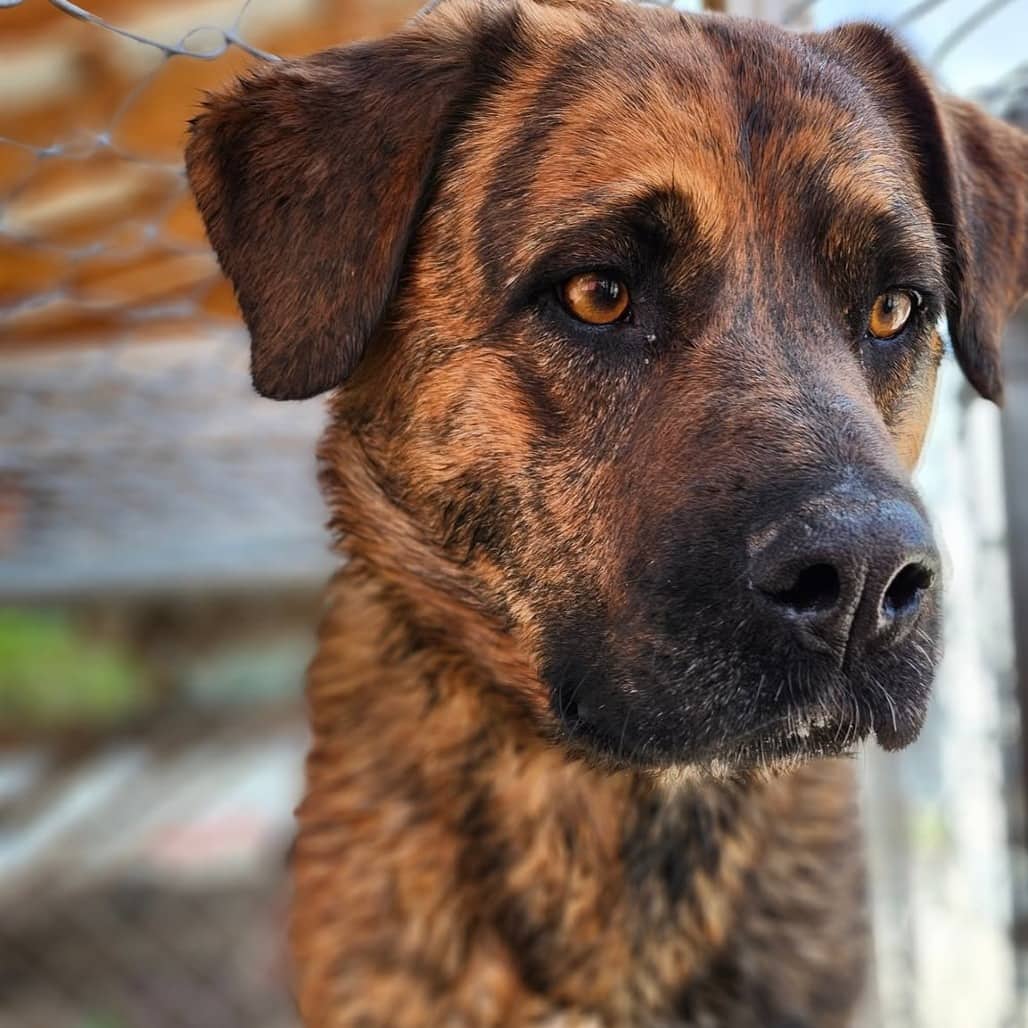 Cisco - Rottweiler / Bullmastiff available for adoption in Saskatchewan