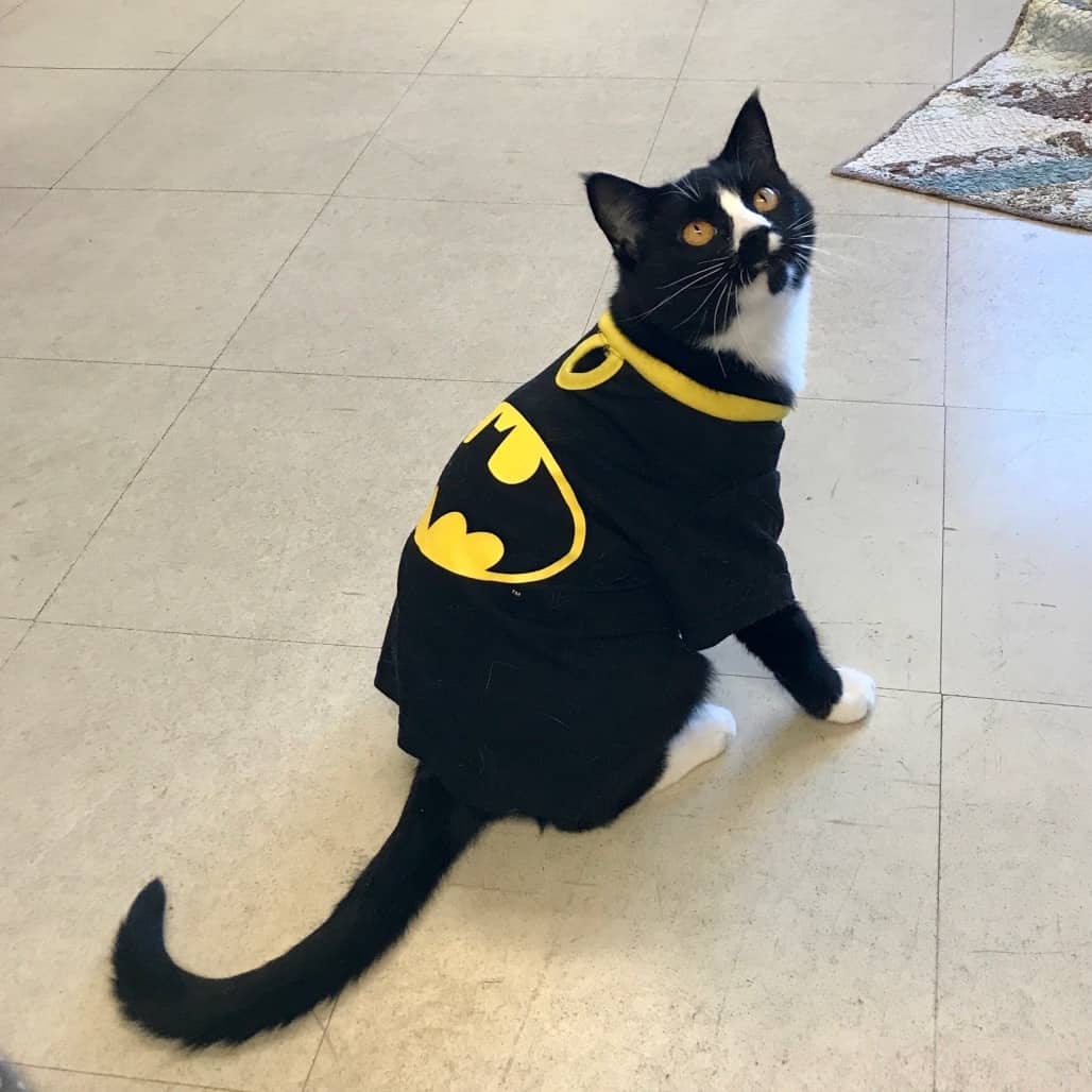 Whiskers - Domestic Shorthair available for adoption
