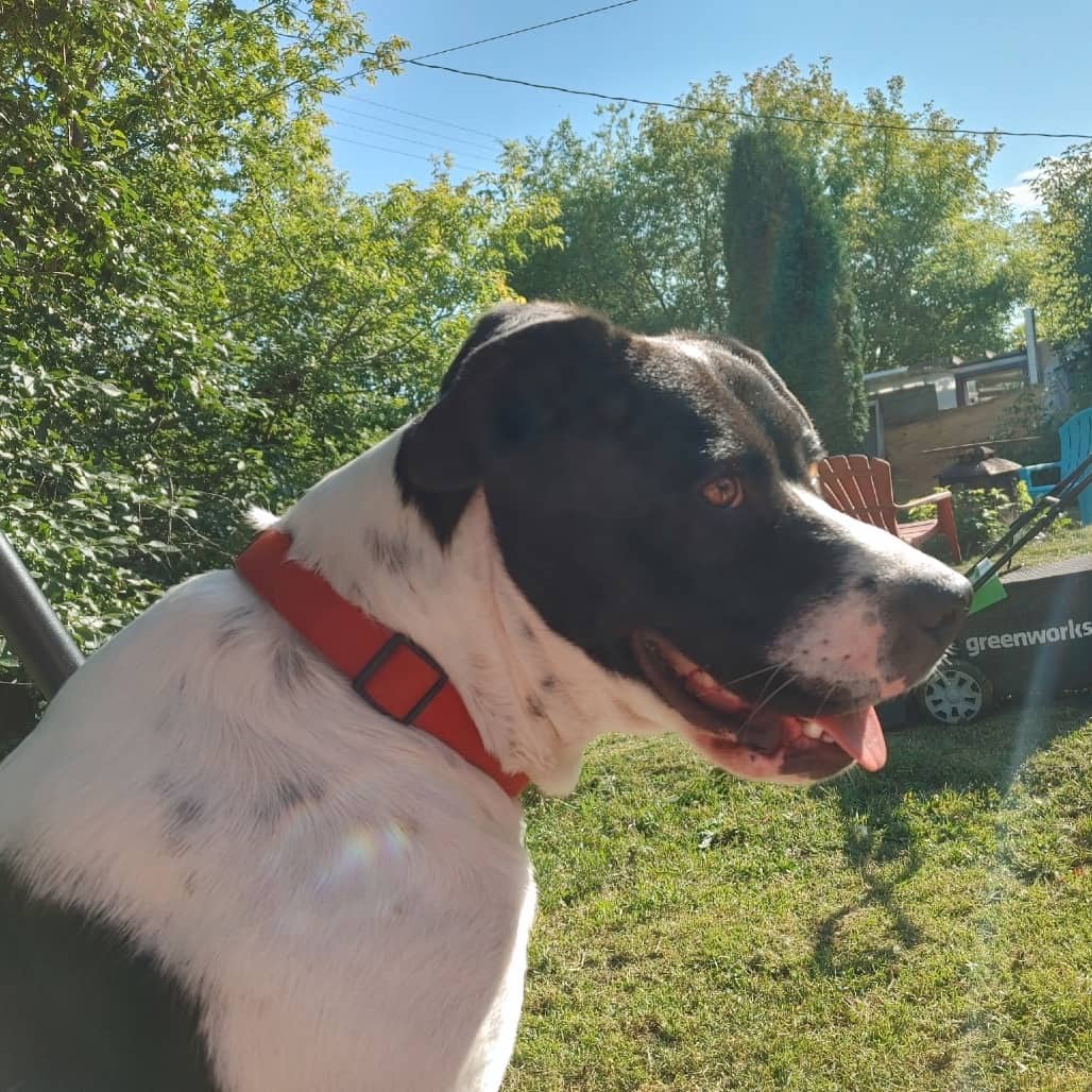 Moona - Pointer, English / Terrier, American Staffordshire available for adoption in Saskatchewan