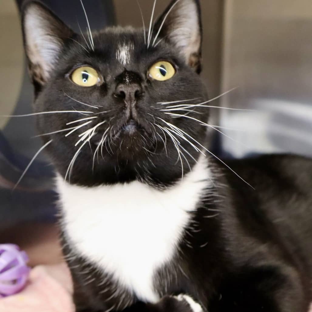 Aries - Domestic Shorthair available for adoption