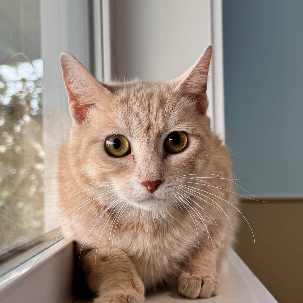 Rocket - Domestic Shorthair available for adoption