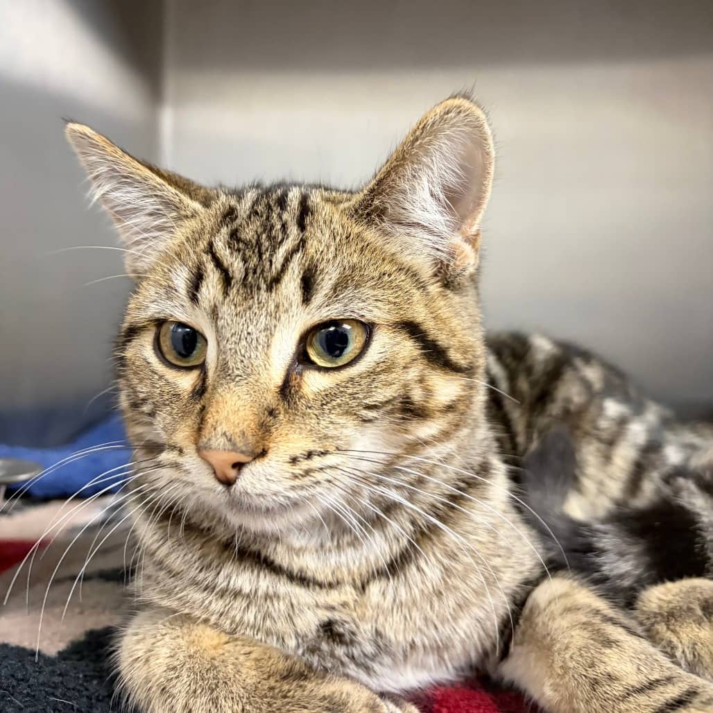 Adalind - Domestic Shorthair cat available for adoption at Border Paws Animal Shelter in Lloydminster