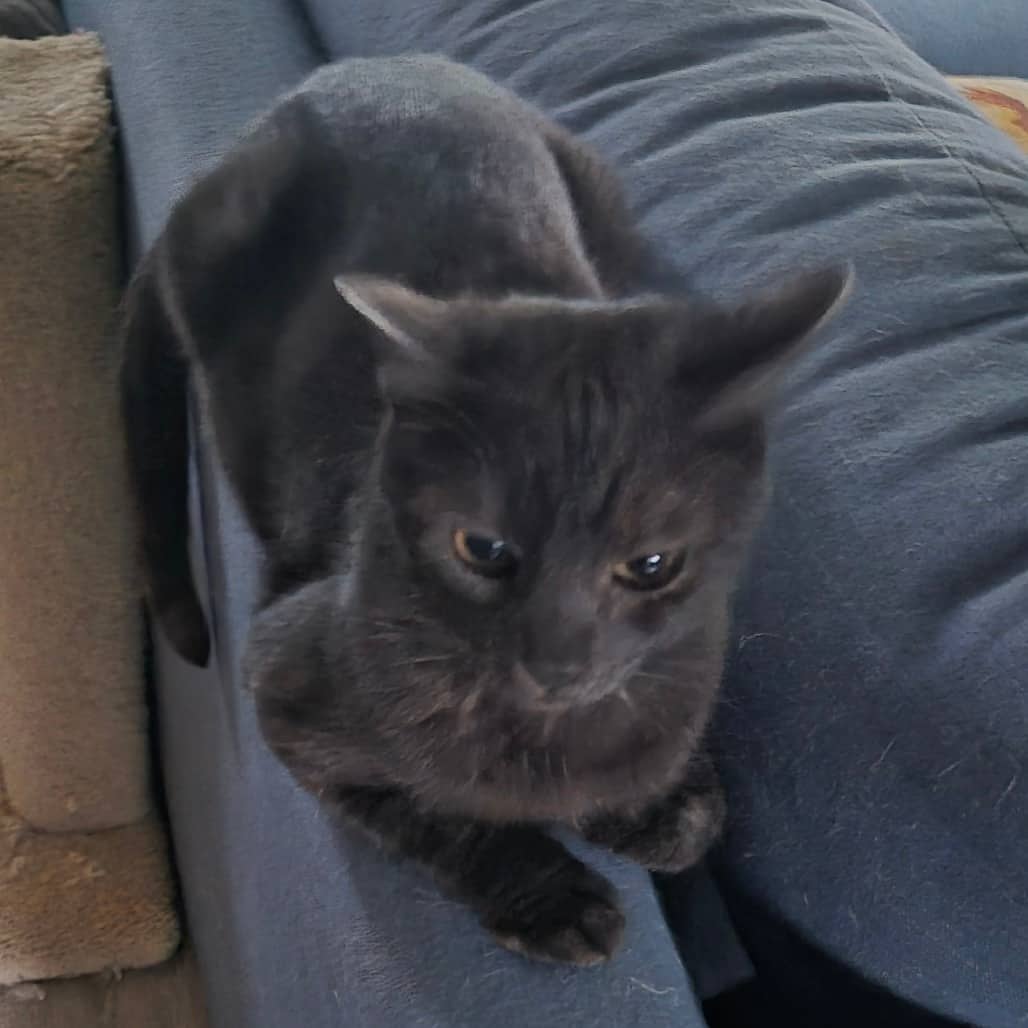 Bo Peep - Domestic Shorthair cat available for adoption at SCARS in Edmonton (1 of 6)