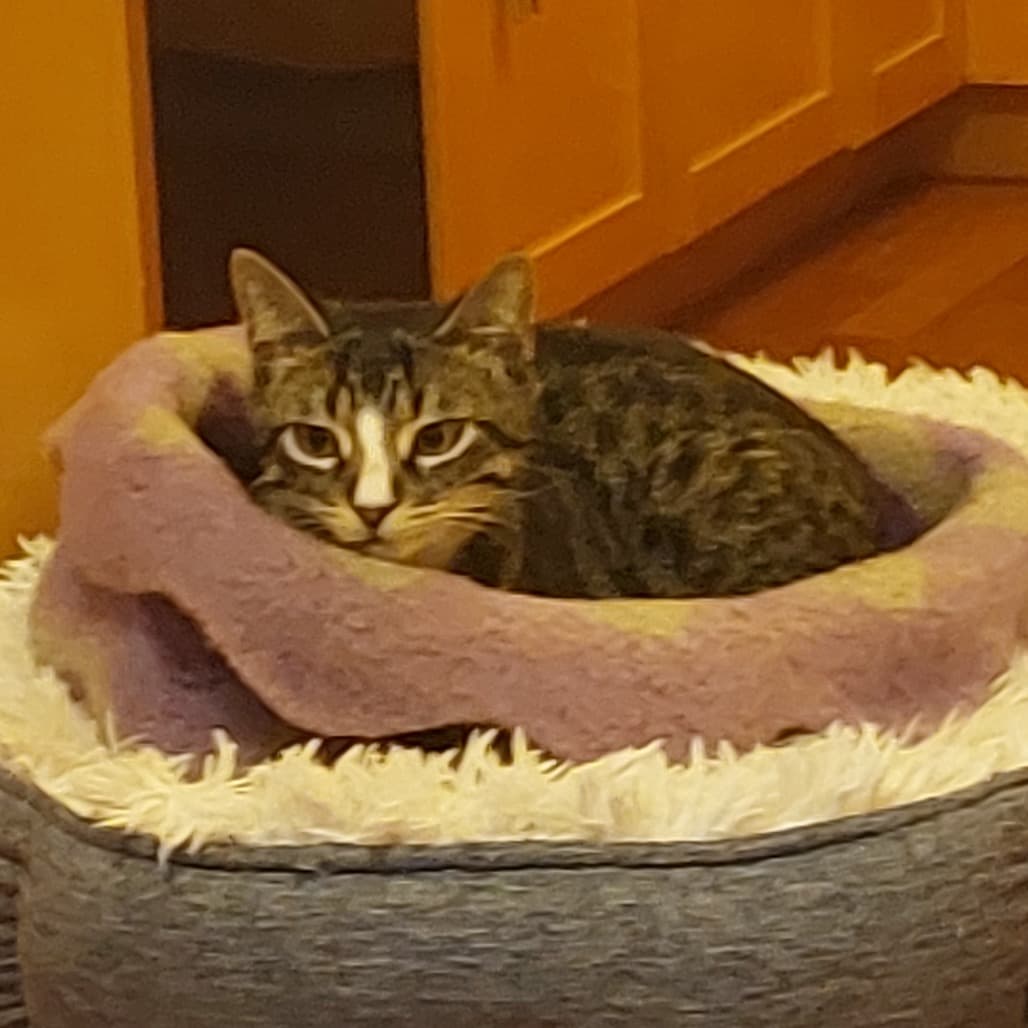 Tabbi - Domestic Shorthair cat available for adoption at Vancouver Orphan Kitten Rescue Association in British Columbia