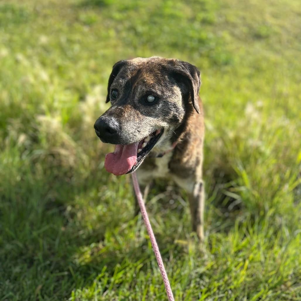 Balboa - MIXED BREED available for adoption in Calgary