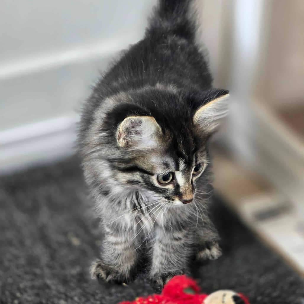 Altair - Domestic Shorthair cat available for adoption at Vancouver Orphan Kitten Rescue Association in Vancouver