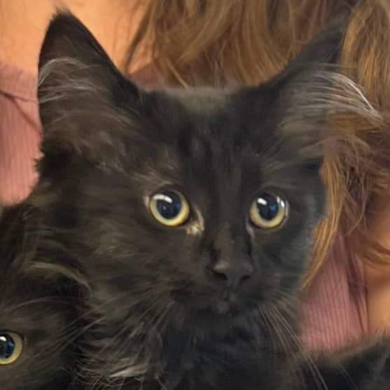Bonnie - Domestic Longhair available for adoption