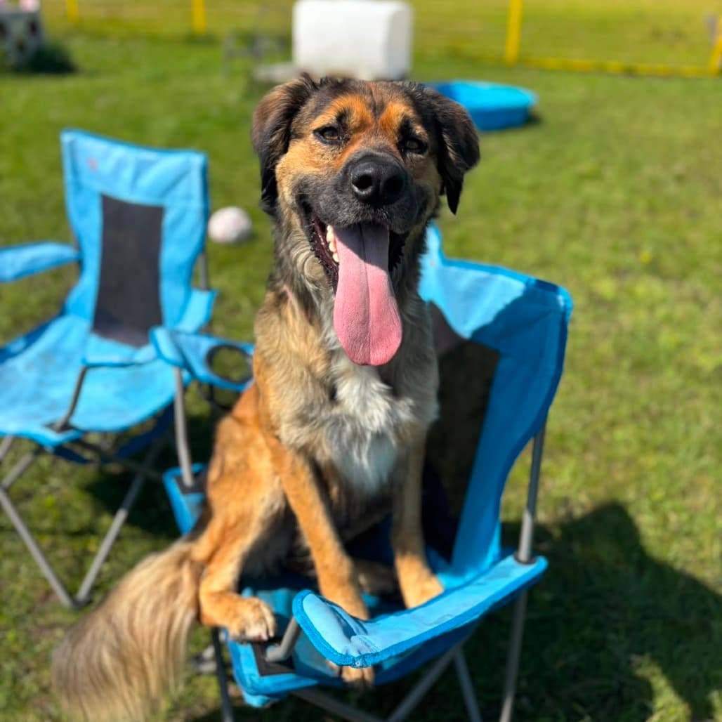 Niamh - MIXED BREED available for adoption at SCARS in Calgary (1 of 6)
