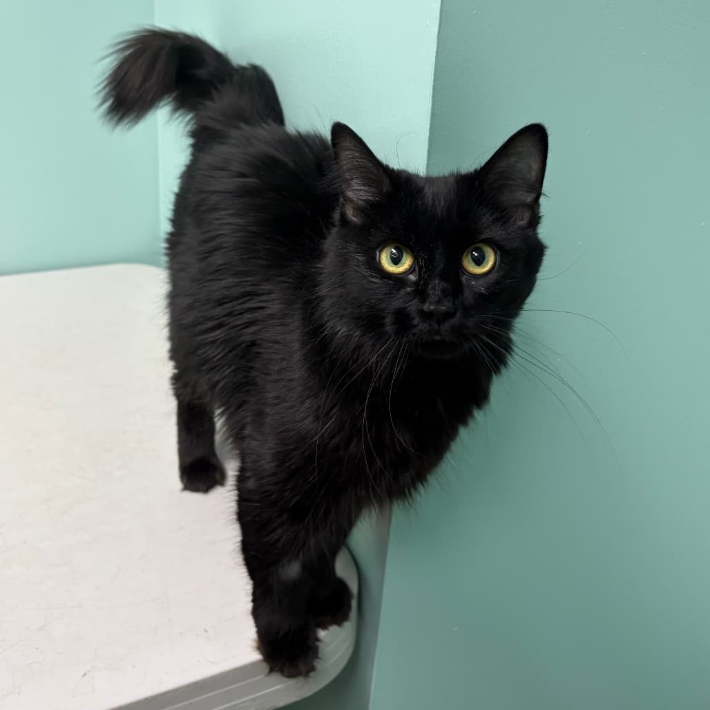 Calli - Domestic Medium Hair cat available for adoption in Calgary