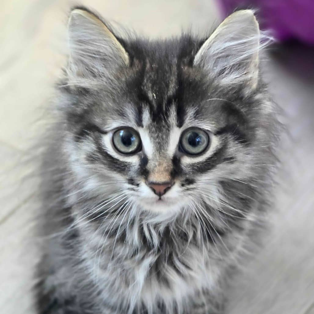 Sirius - Domestic Shorthair available for adoption