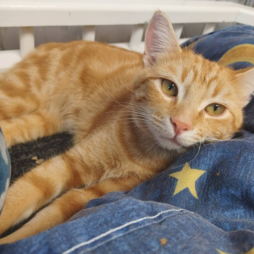Harry - Domestic Shorthair available for adoption