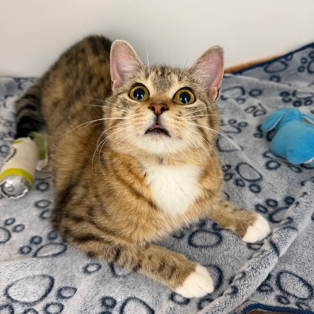 Mango - Domestic Shorthair available for adoption