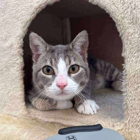 Captain - Domestic Shorthair cat available for adoption at SCARS in Edmonton (1 of 6)