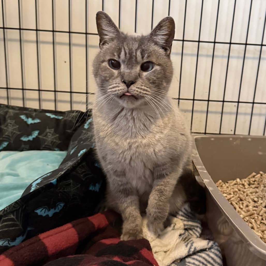 Orchid - Domestic Shorthair cat available for adoption at SCARS in Edmonton (1 of 5)