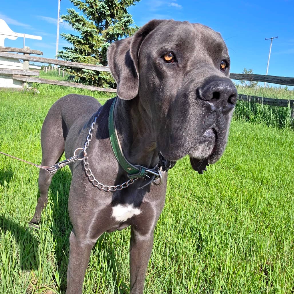 Bentley - Great Dane available for adoption