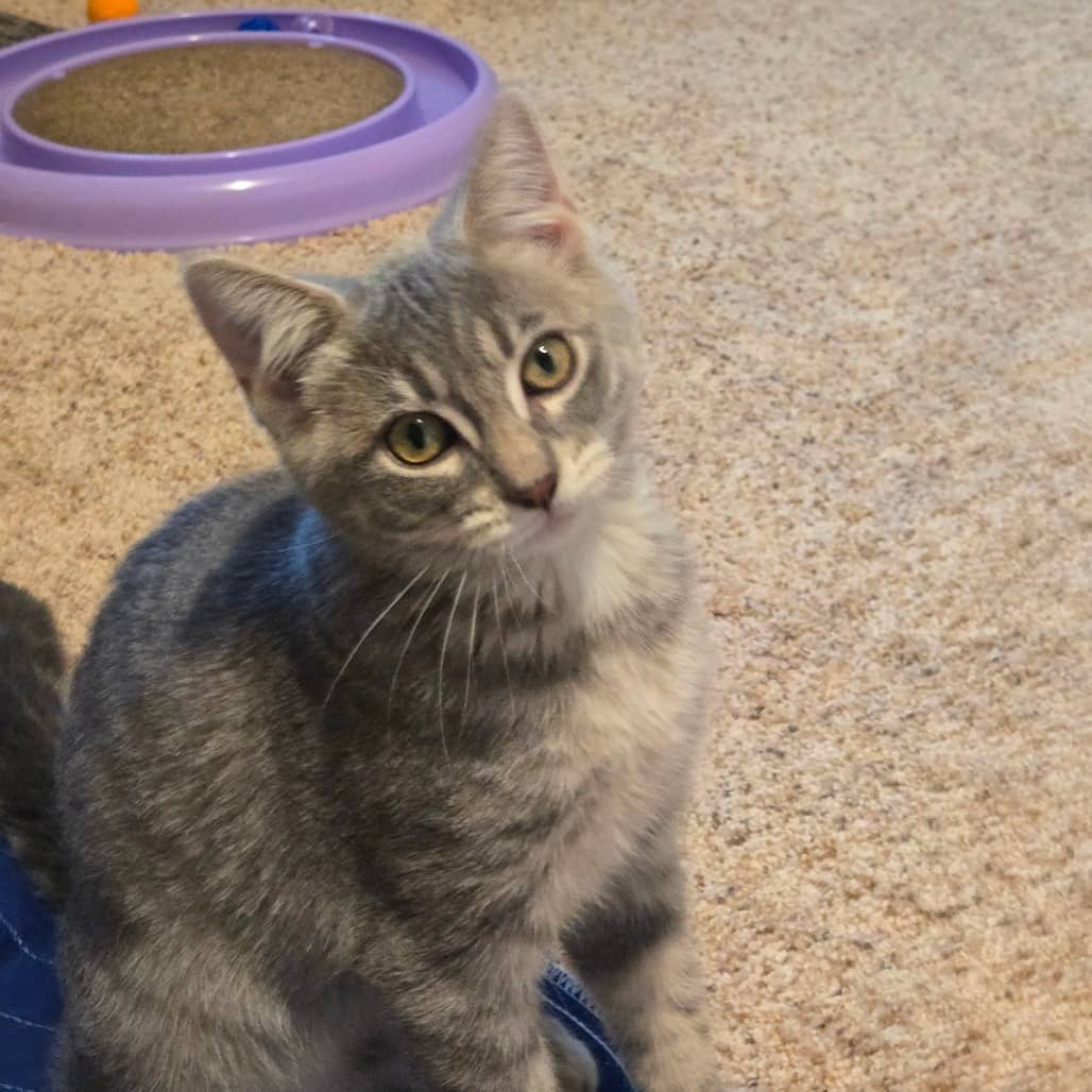 Darby - Domestic Medium Hair cat available for adoption at SCARS in Edmonton (1 of 6)