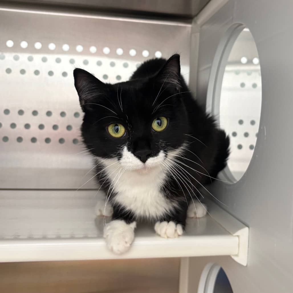Maggie May - Domestic Shorthair cat available for adoption at Saskatoon SPCA in Saskatoon