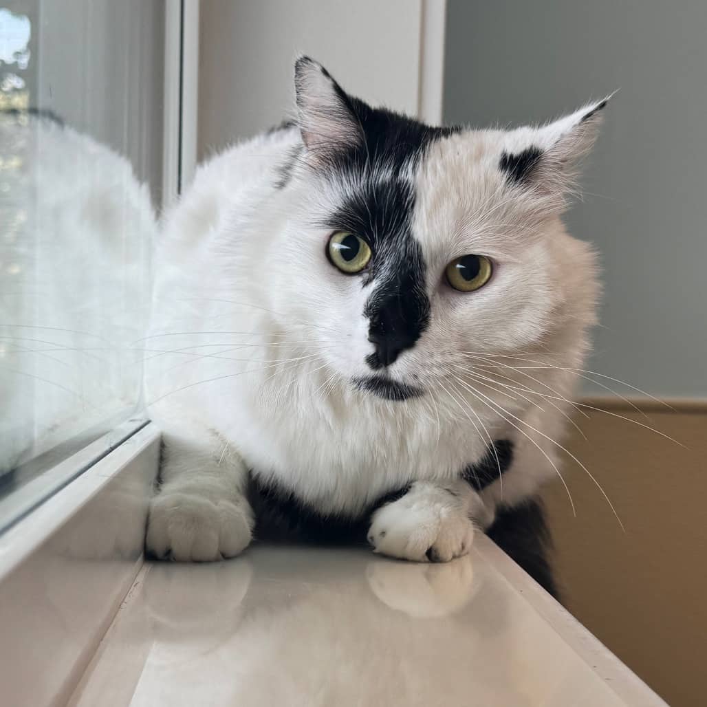 Ringo - Domestic Longhair cat available for adoption at Prince Albert SPCA in Prince Albert