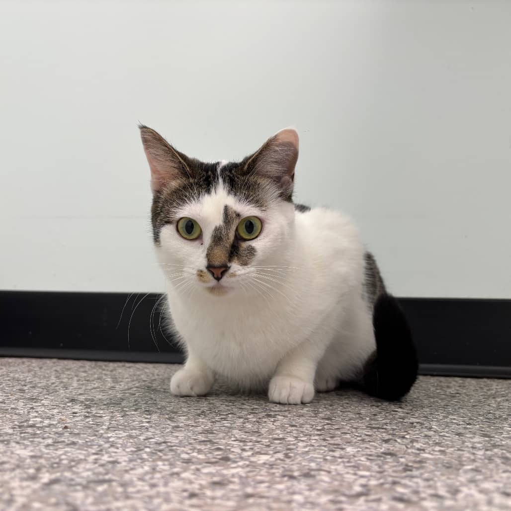 Mai - Domestic Shorthair cat available for adoption at Saskatoon SPCA in Saskatoon