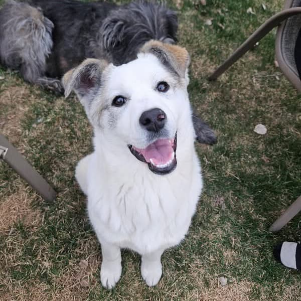Polar - MIXED BREED available for adoption at SCARS in Calgary