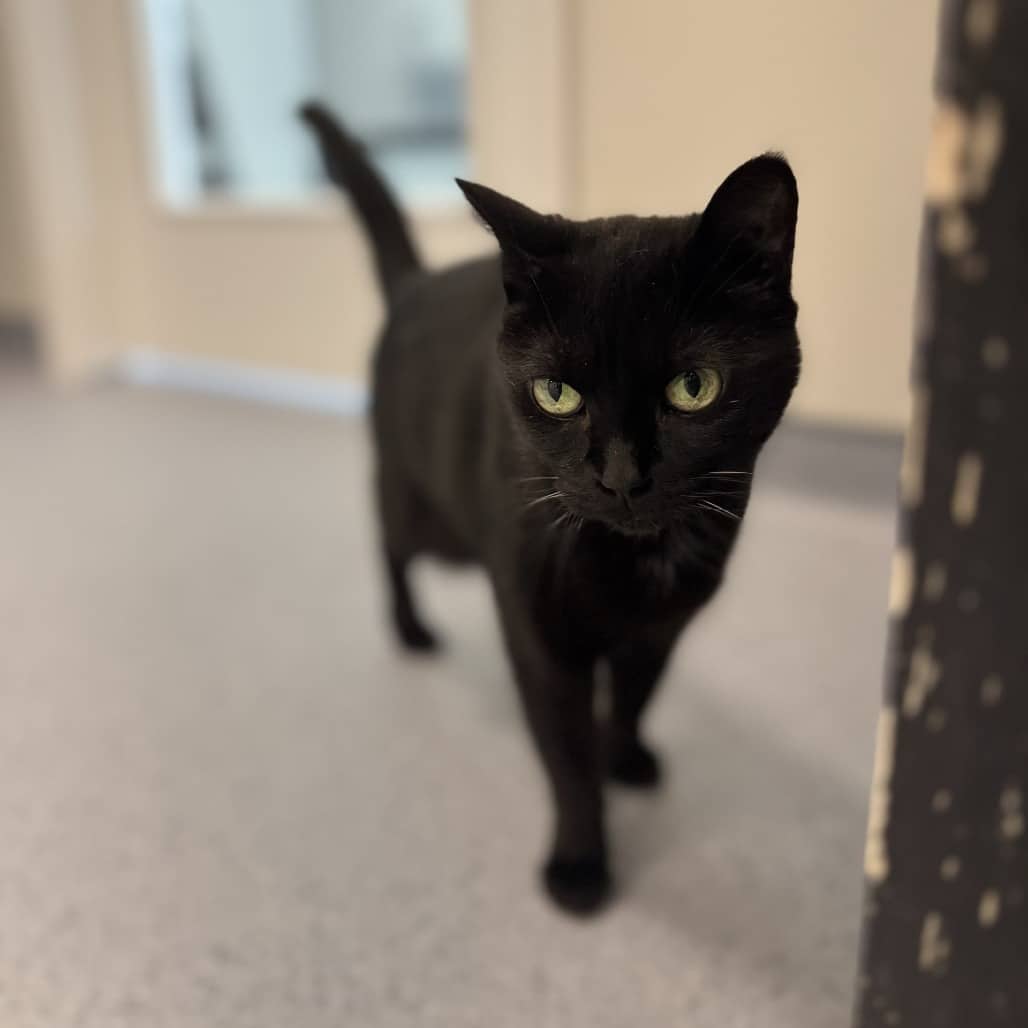 Saltine - Domestic Shorthair available for adoption