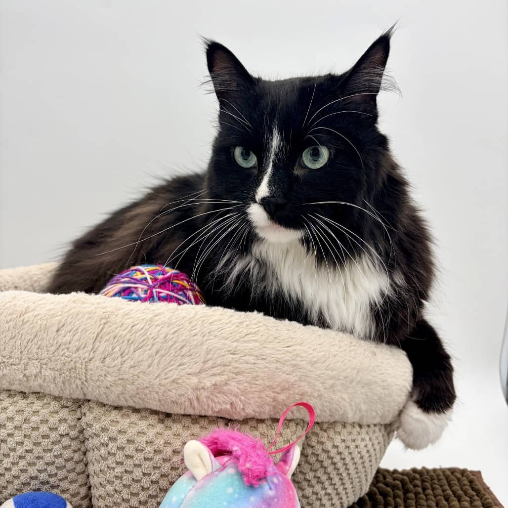 Mickey - Domestic Medium Hair cat available for adoption at Moose Jaw Humane Society in Moose Jaw