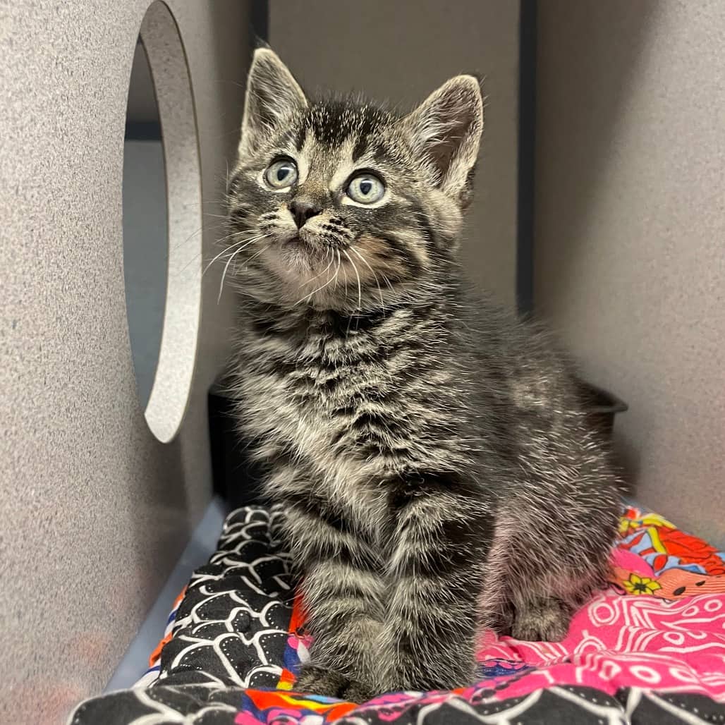 Acorn - Domestic Longhair cat available for adoption at Battlefords Humane Society in North Battleford