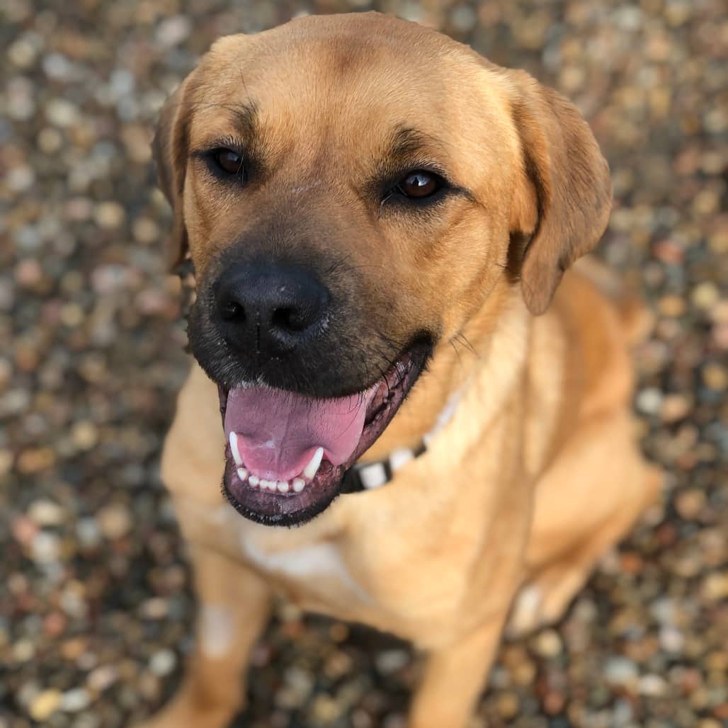 Arizona - Shepherd, German / Retriever, Labrador available for adoption