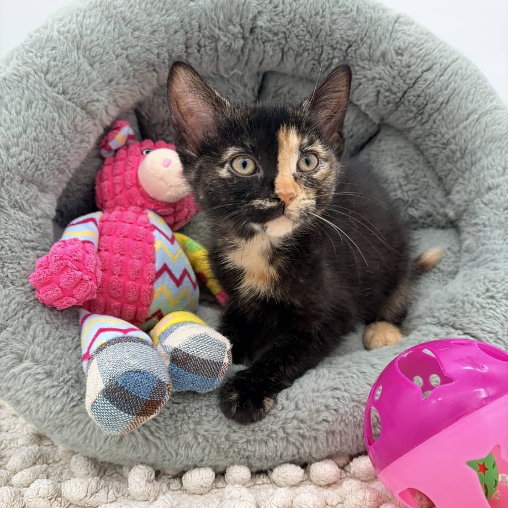 Maple - Domestic Shorthair cat available for adoption at Moose Jaw Humane Society in Moose Jaw