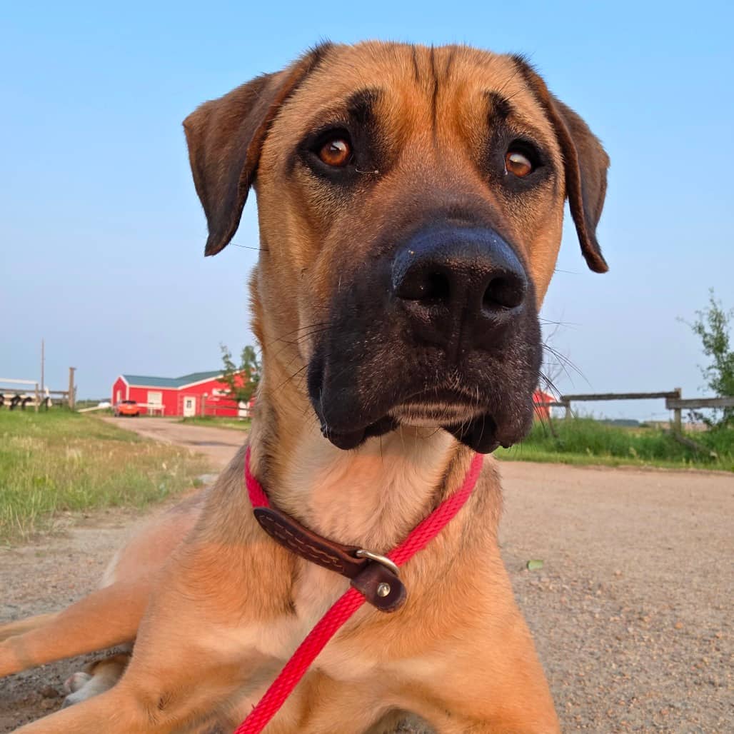Hannako - Shepherd, German available for adoption in Saskatchewan