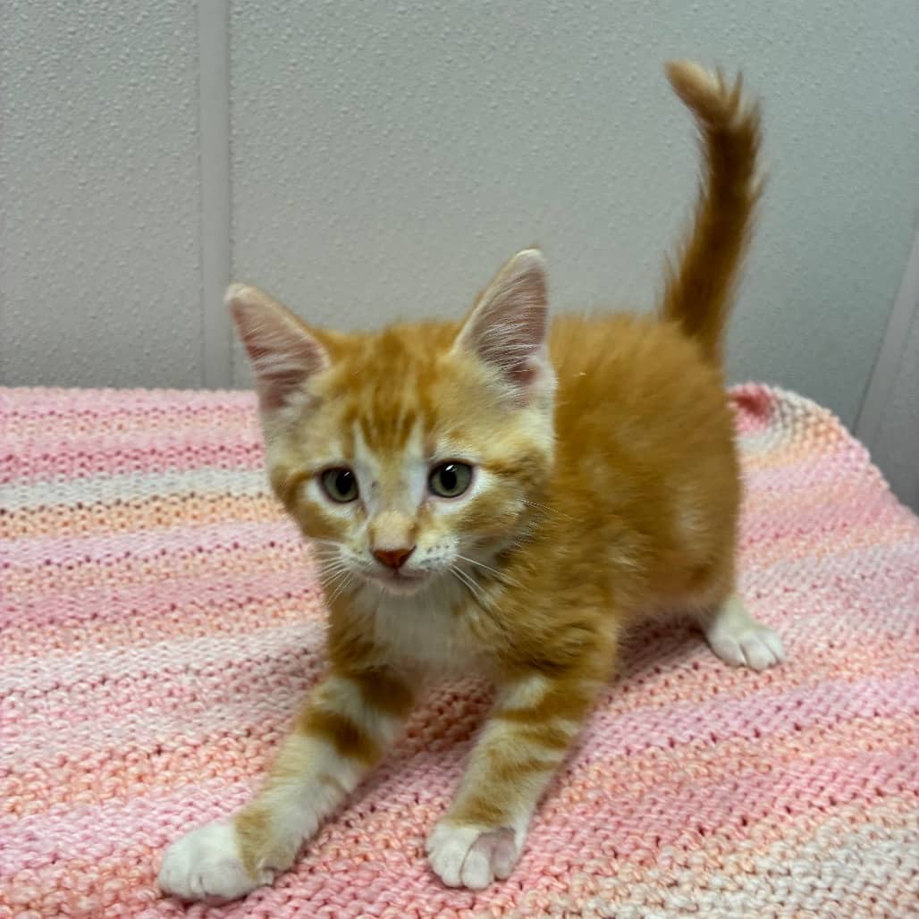 Freddie - Domestic Medium Hair cat available for adoption in Saskatchewan