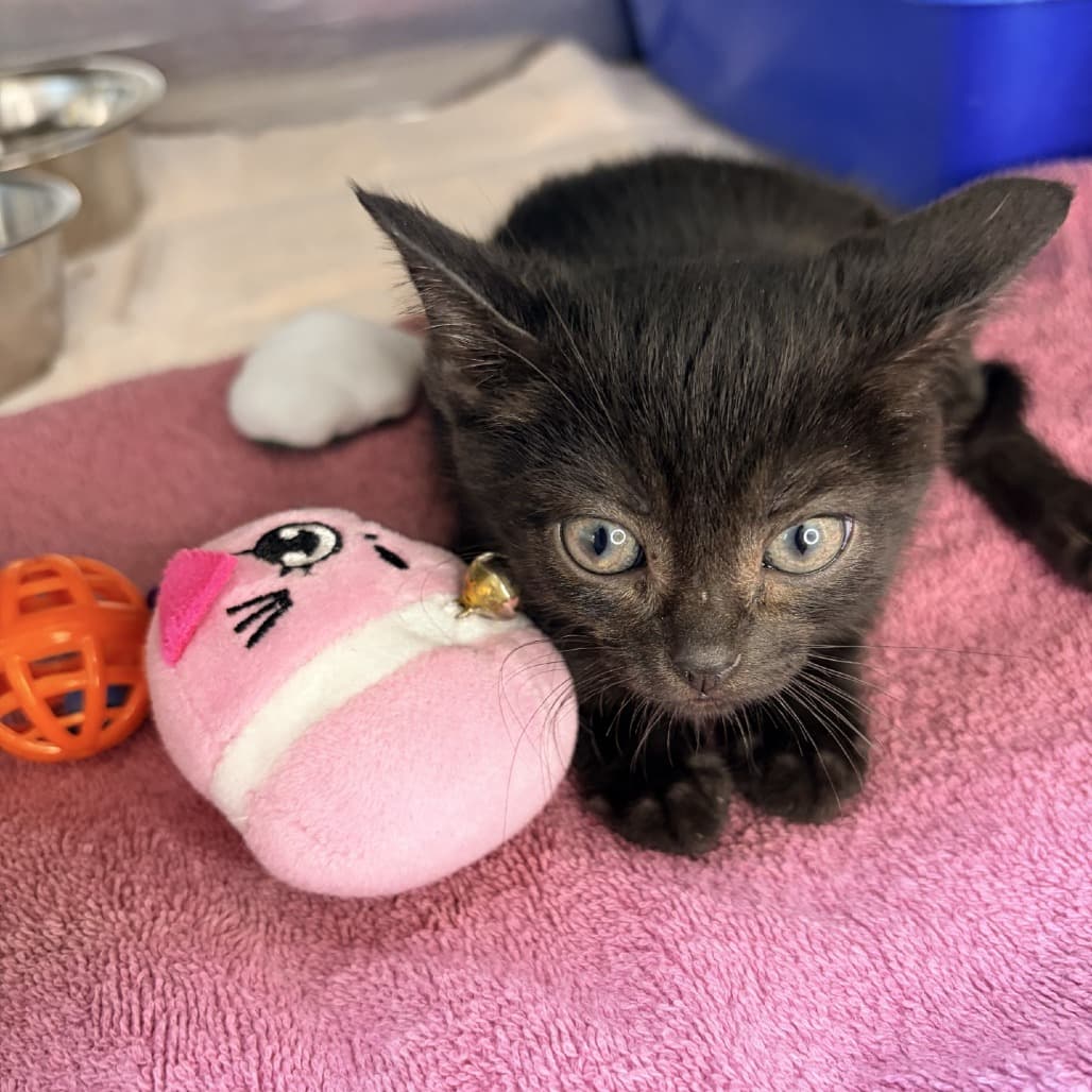 Chaos - Domestic Shorthair cat available for adoption at Moose Jaw Humane Society in Moose Jaw