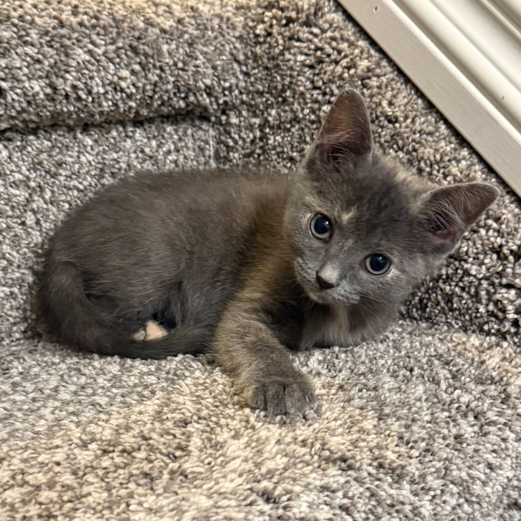 Rosemary - Domestic Shorthair cat available for adoption at SCARS in Edmonton (1 of 4)