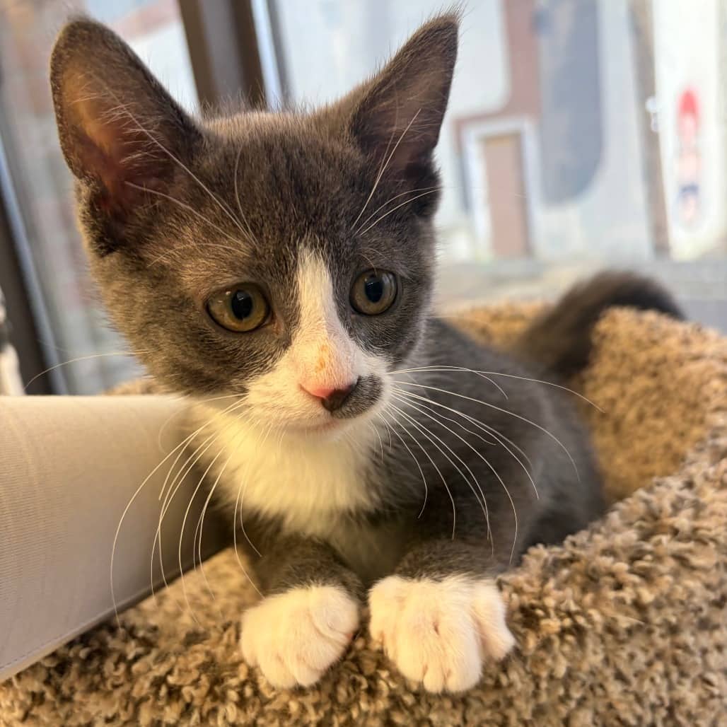 Junior - Domestic Shorthair available for adoption